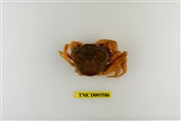 藏品(拉氏清溪蟹)的圖片